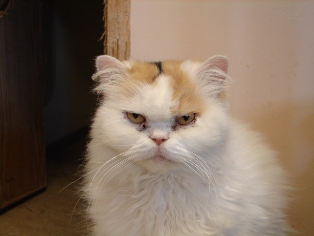 angry white cat