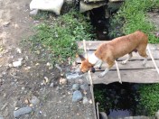 another roaming dog