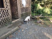 roaming dog