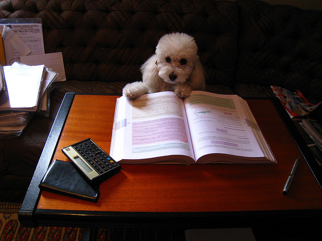 studying dog