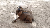 baby_goats